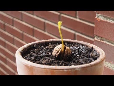 10 pasos para plantar una nuez con éxito y obtener un frondoso árbol