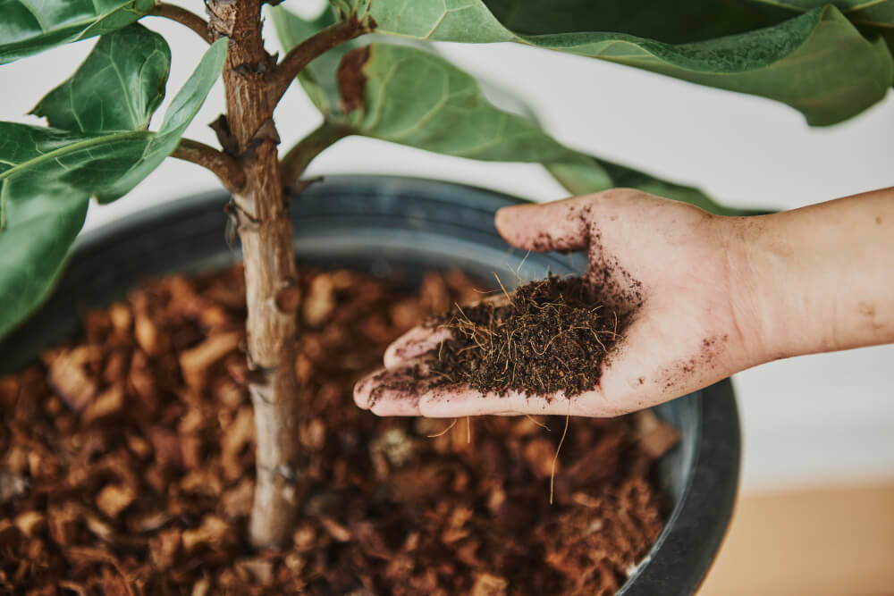 abono organico para plantas