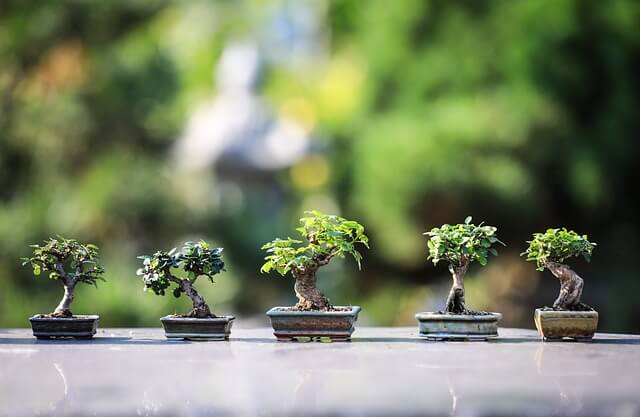 como hacer abonos organicos para bonsais