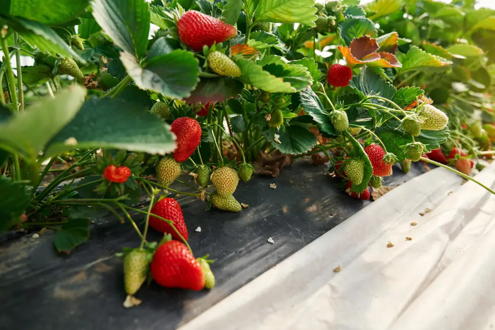 Cómo abonar y fertilizar las fresas en casa