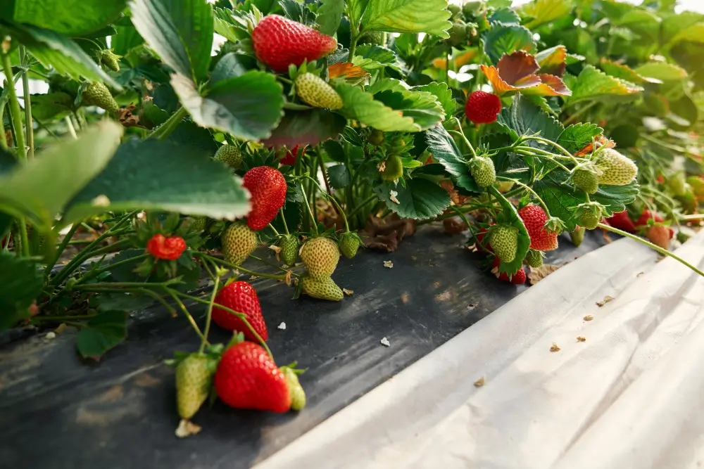 como hacer abono para fresas