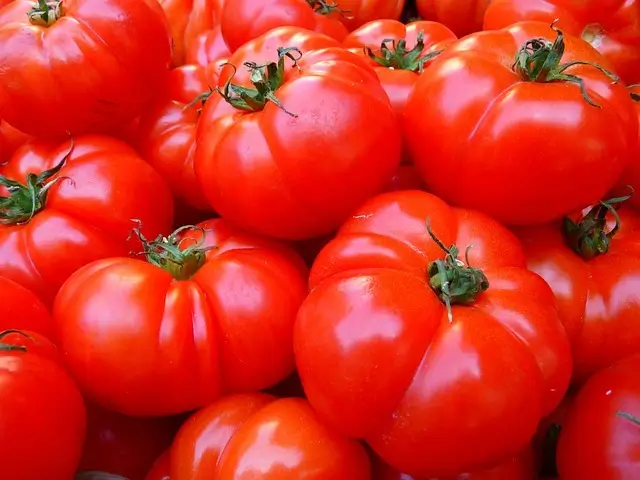 como hacer abono para tomates