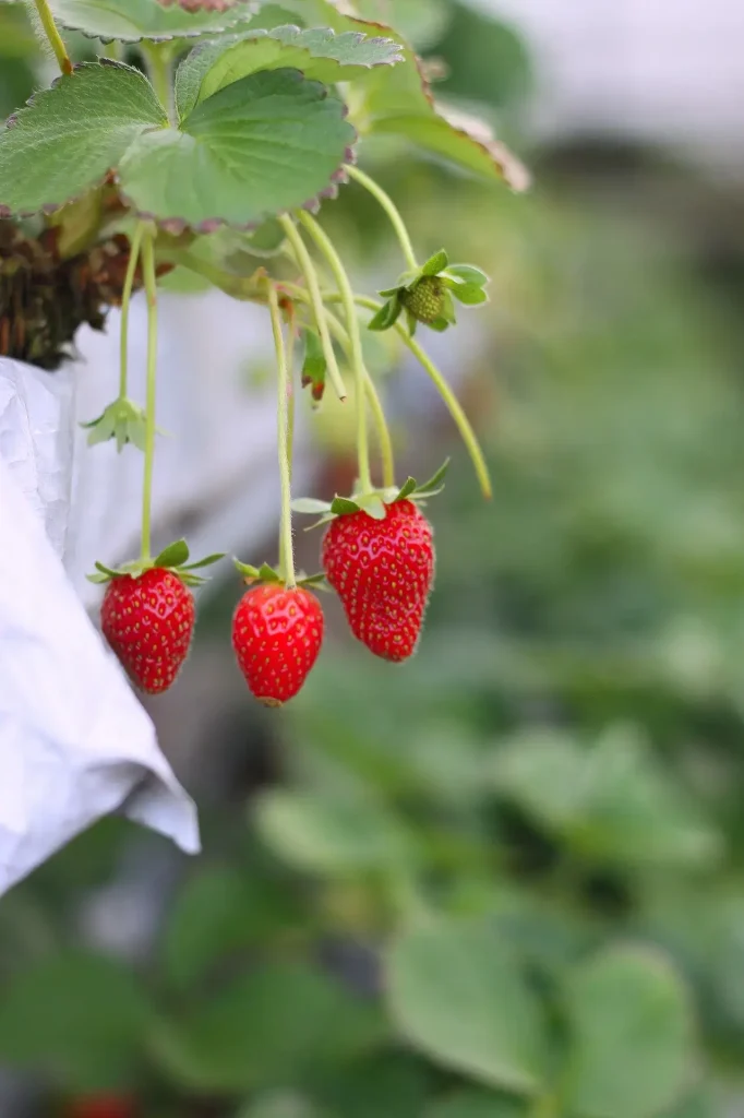 abono para fresas