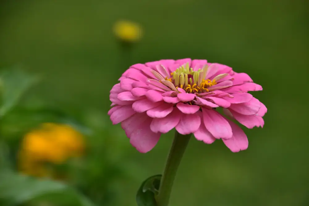 Abono casero para plantas de flor: Cómo hacerlo de forma fácil y económica