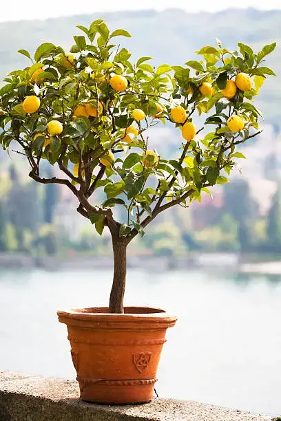 abono para limonero