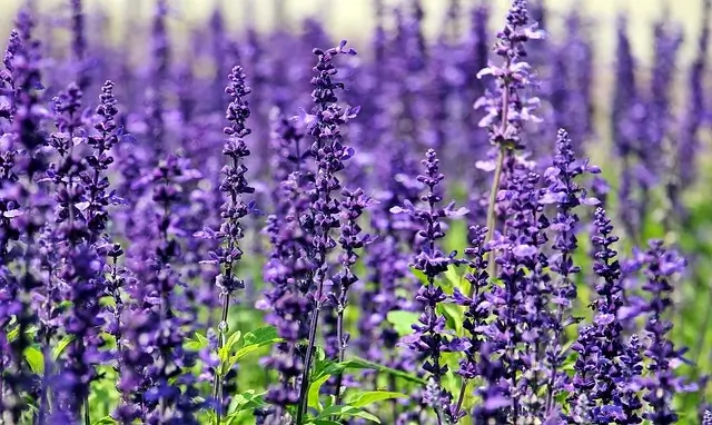 Guia Completa de cuidados de la Lavanda  Cultivo de lavanda, Plantas de  lavanda, Planta de lavanda