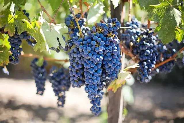 abono casero para uvas