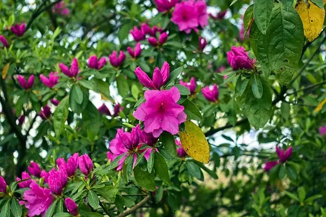 como hacer abono casero para azaleas