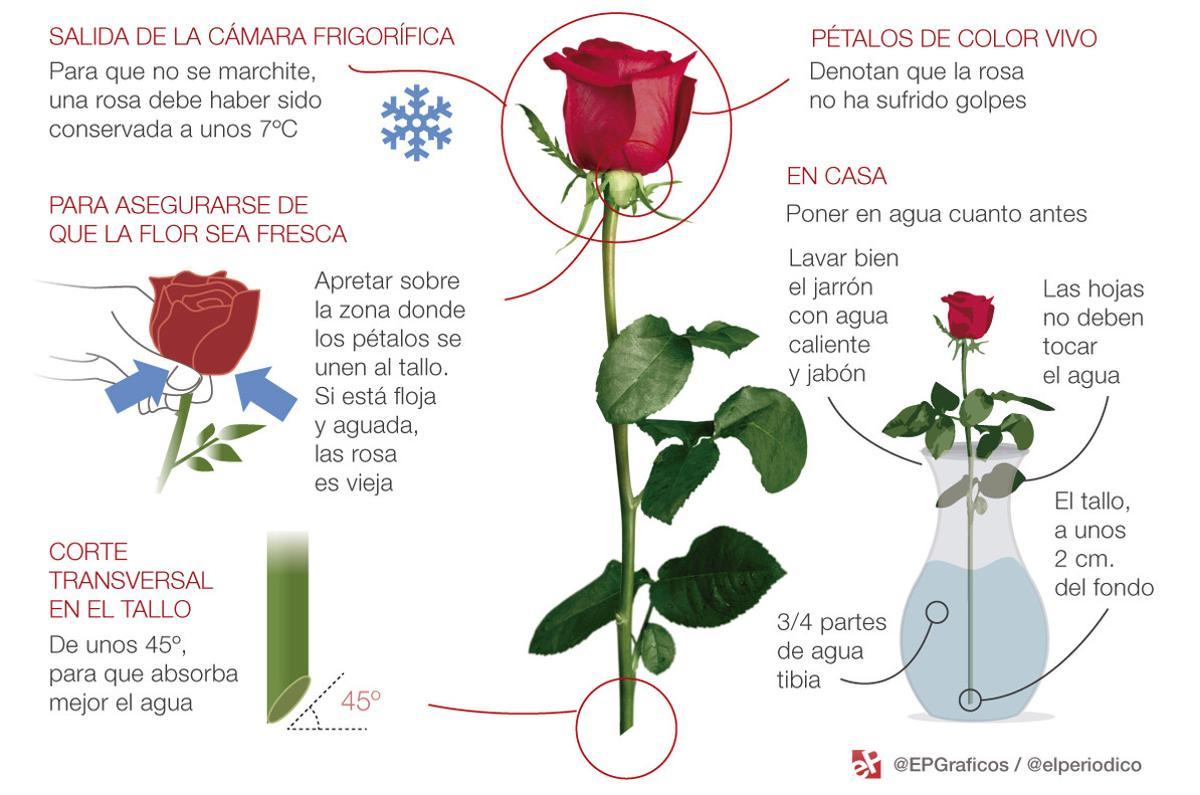 7 claves para conservar una rosa cortada por más tiempo