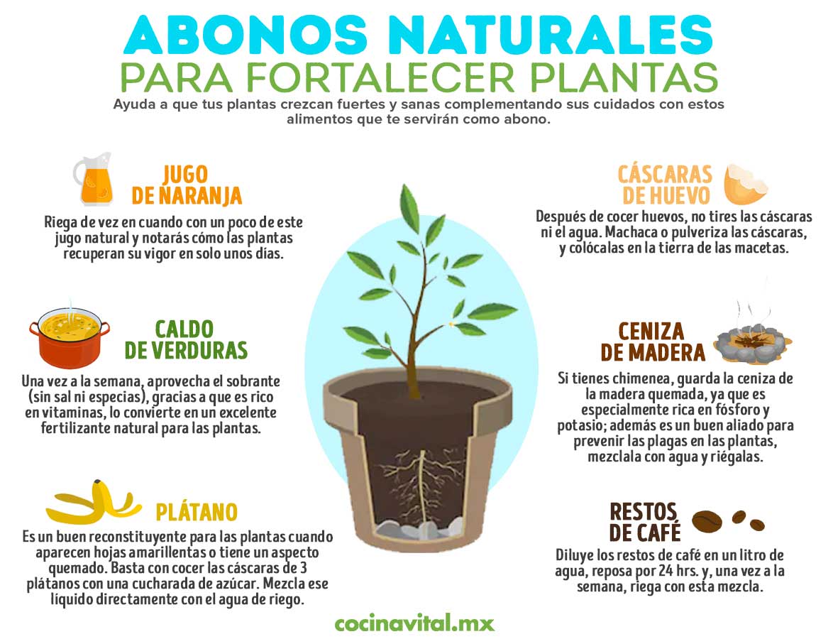 Abono casero para azaleas: cómo hacerlo y aplicarlo correctamente