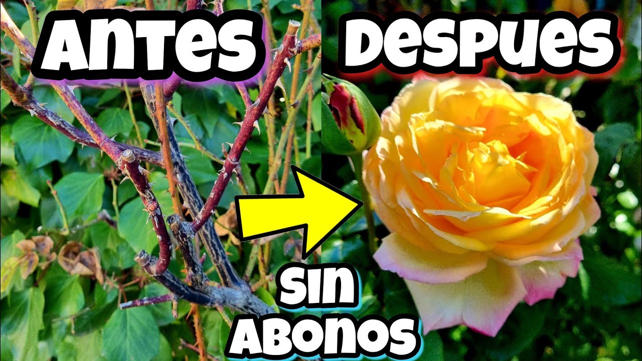 Abono casero para rosas en macetas: cómo hacerlo y cuándo aplicarlo