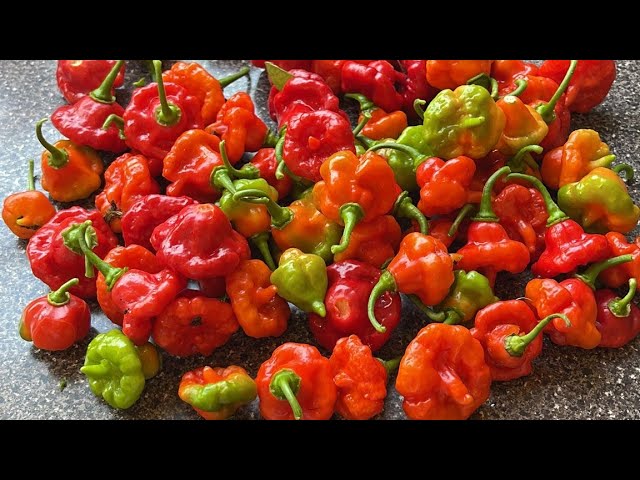 Aji cachucha: cómo cultivar y aprovechar al máximo esta deliciosa variedad de pimiento