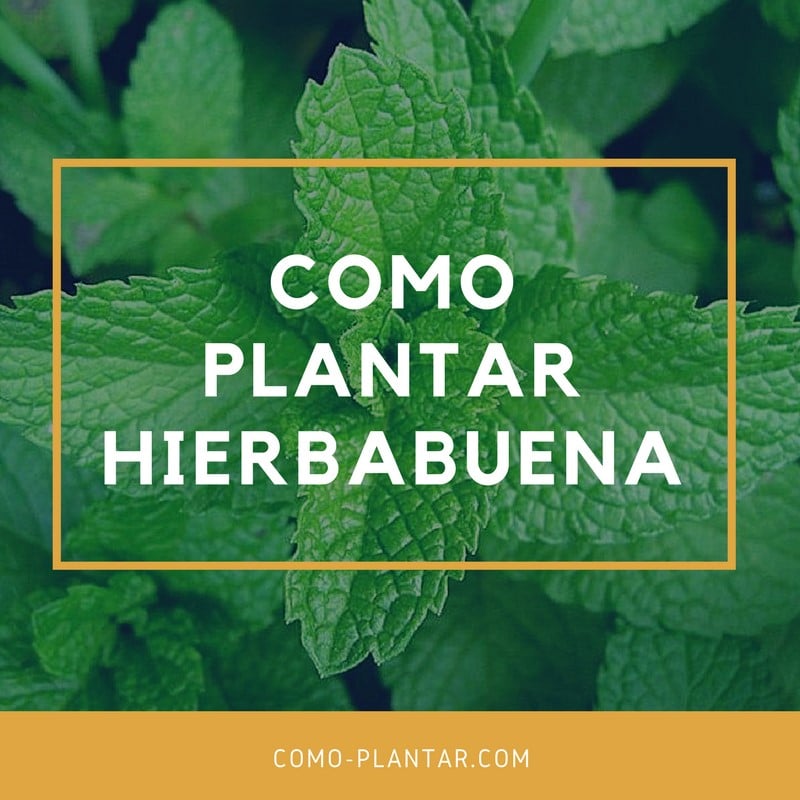 Aprende cómo plantar hierbabuena y disfruta de su frescura en tu propio jardín