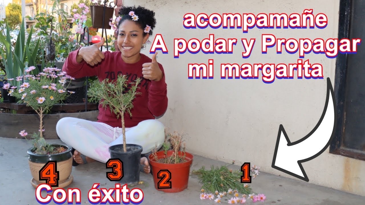 Aprende cómo podar tus margaritas y mantenerlas sanas y florecientes