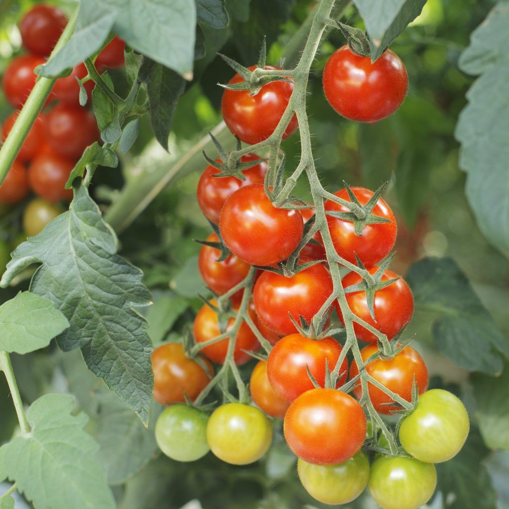 Aprende cómo sembrar tomates en tu propio huerto y disfruta de cosechas abundantes