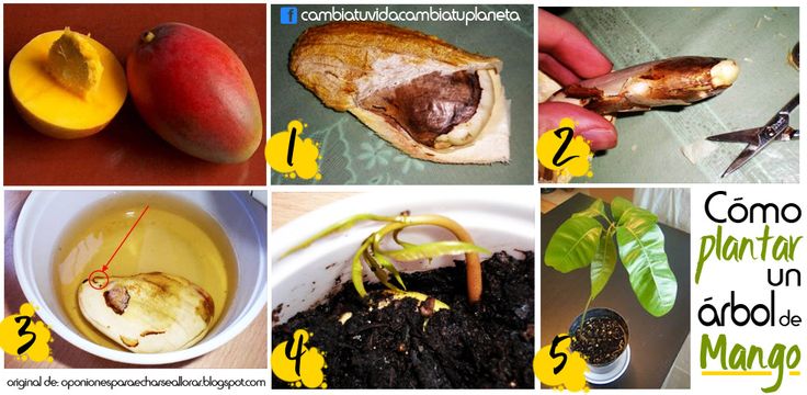 Aprende cómo sembrar una semilla de mango y cultivar tu propio árbol frutal
