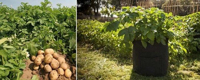 Aprende cómo sembrar y cuidar tus patatas: consejos prácticos para tener una cosecha exitosa