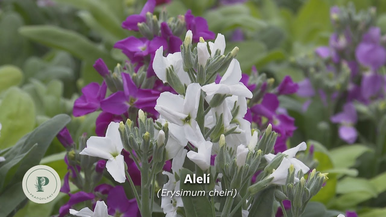 Aprendiendo a cuidar y cultivar hermosos alelíes: consejos para tener unas flores radiantes