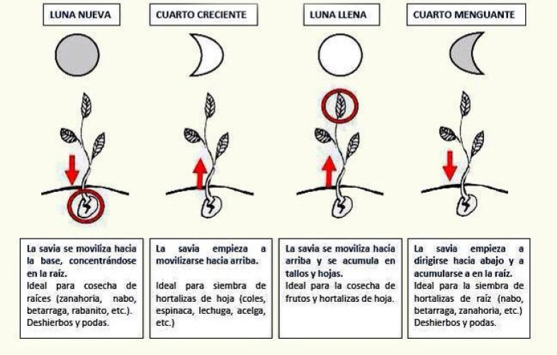 Aprovecha la energía de la luna creciente para sembrar y cosechar con éxito