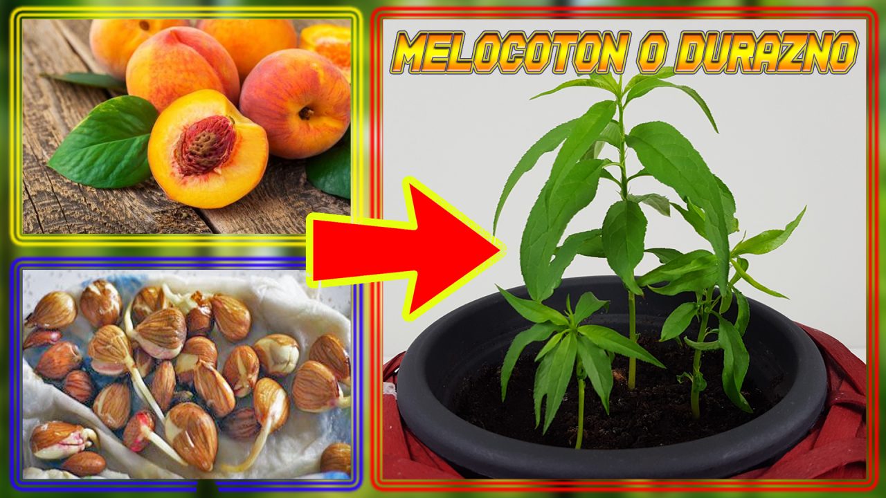 ¡Aprovecha tus Frutas Favoritas! Aprende cómo Sembrar un Hueso de Melocotón y Cultiva tu Propio Árbol