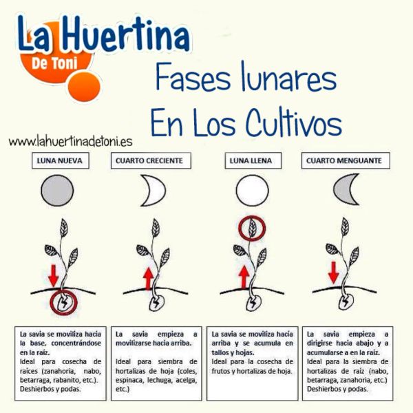 Beneficios y técnicas para sembrar habas según la luna