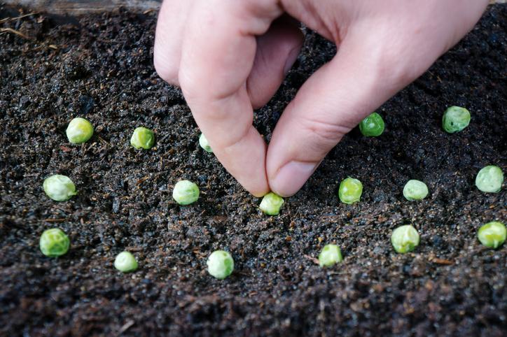 Beneficios y tips para sembrar guisantes con remojo pre-siembra