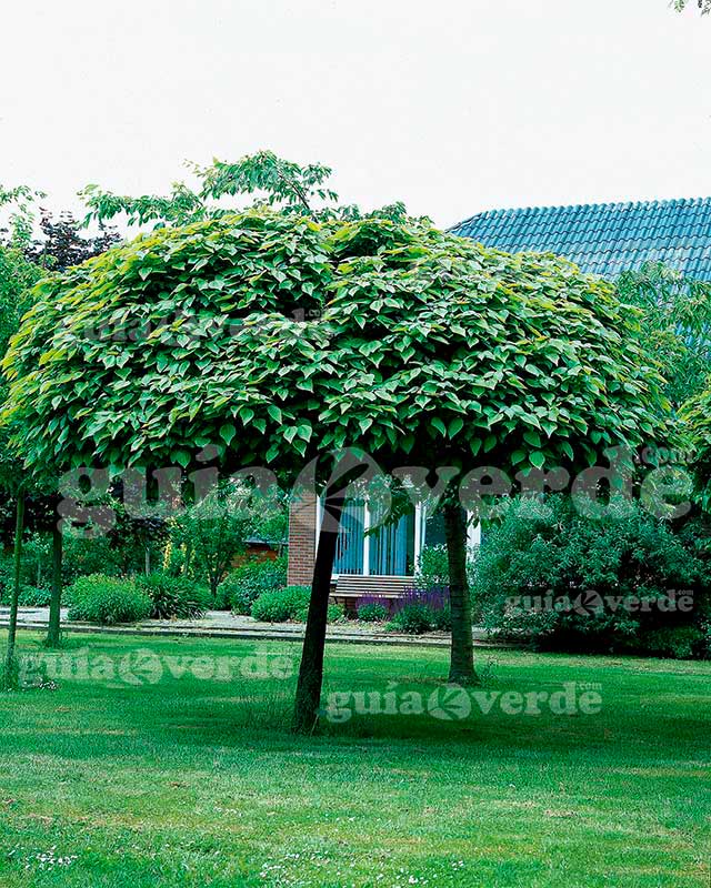 Catalpa de bola: Una belleza ornamental para tu jardín