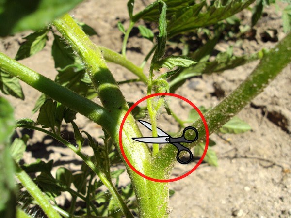 Cómo capar los tomates: prácticas y beneficios para tus plantas de tomate