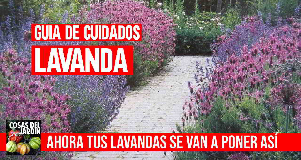 Cómo cuidar lavanda en interior: guía completa de un experto