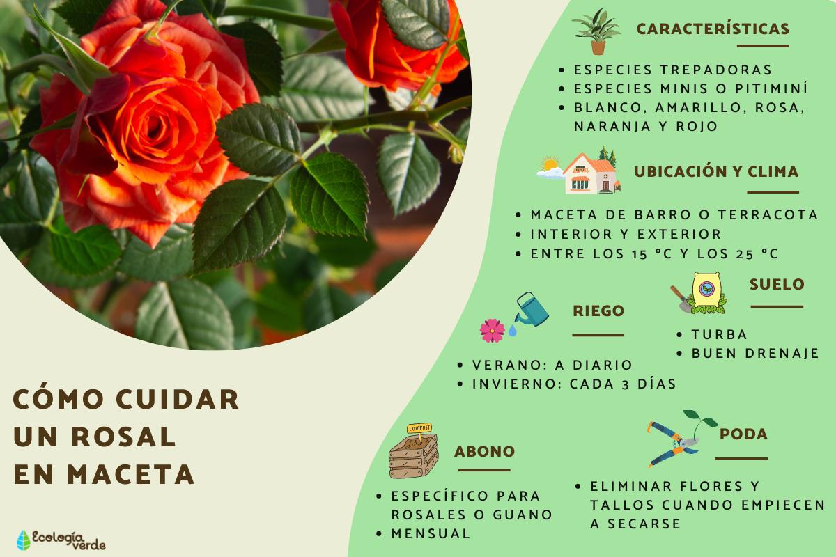 Cómo cuidar rosas en maceta: consejos para tener un jardín florido