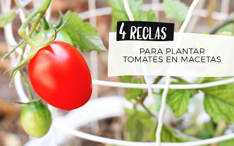 Cómo cultivar tomates en un huerto urbano: Consejos y trucos para obtener una cosecha abundante