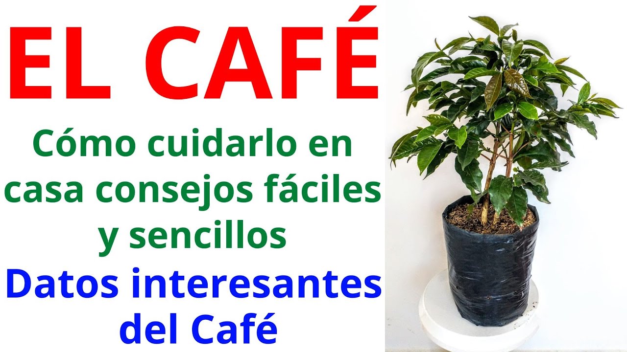 Cómo cultivar una planta de café en maceta: consejos y cuidados