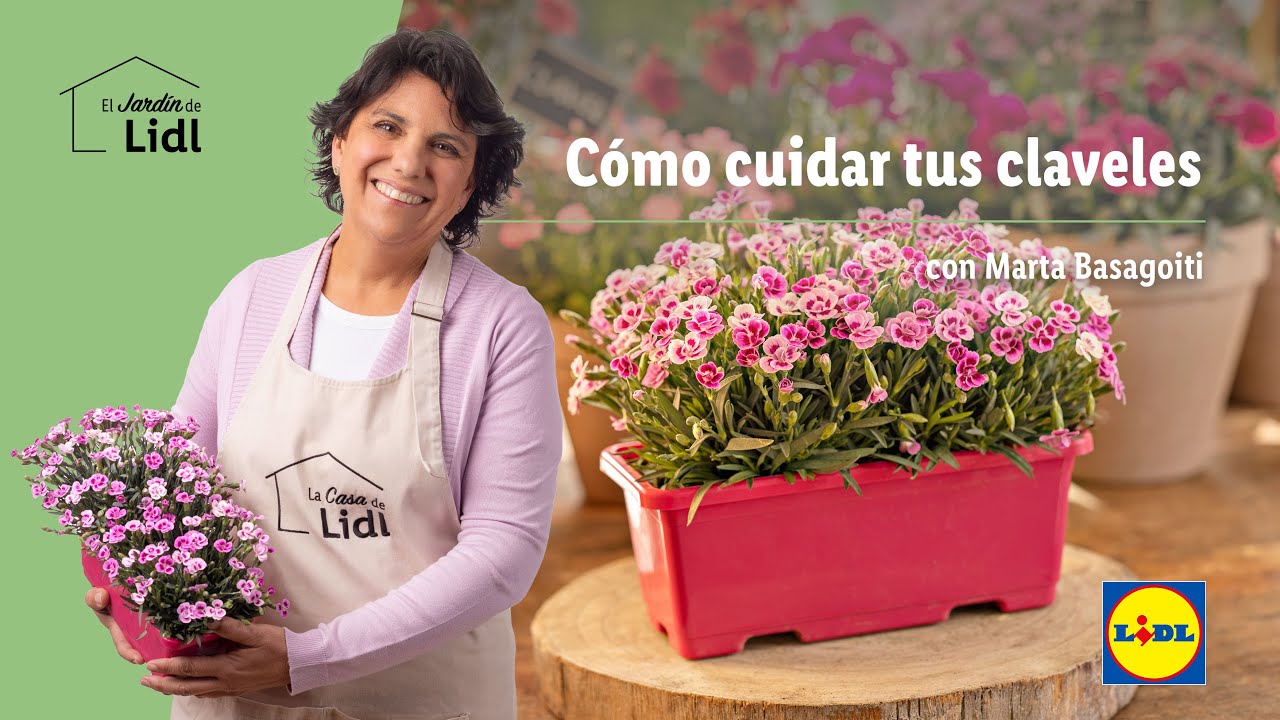 Cómo cultivar y cuidar claveles morados: consejos prácticos para tener flores vibrantes en tu jardín