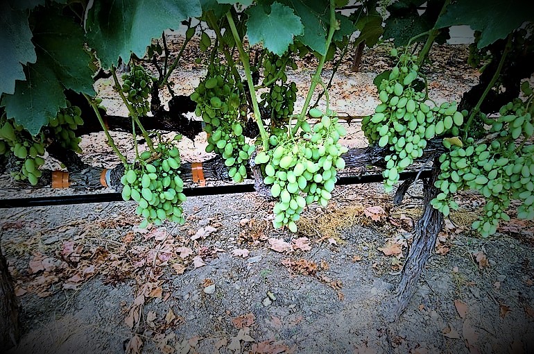 Cómo hacer abono casero para uvas y mejorar su cultivo