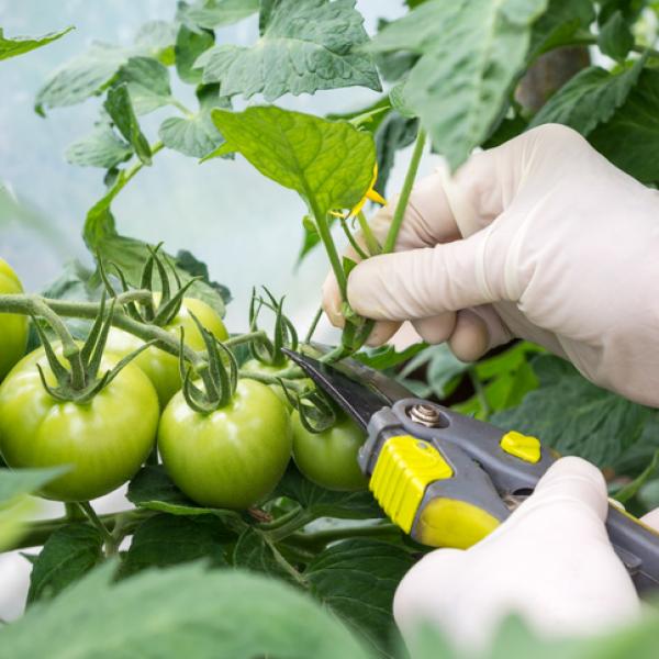 Cómo hacer la poda del tomate: consejos y técnicas para un crecimiento abundante
