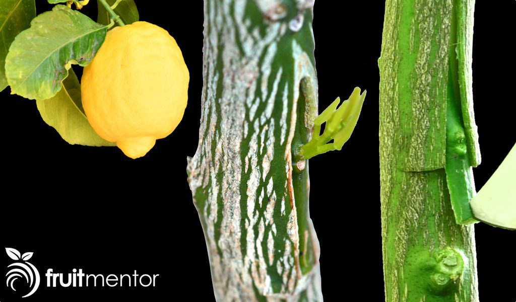 Cómo injertar limones: consejos y pasos para garantizar el éxito en tu huerto
