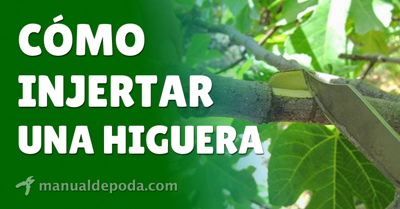 Cómo injertar una higuera correctamente: Consejos y técnicas para obtener un árbol frutal saludable