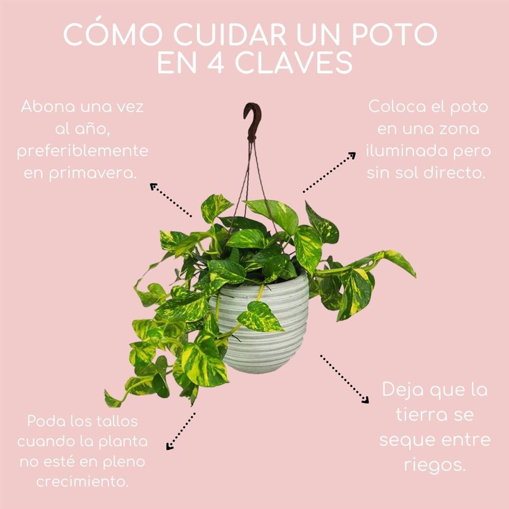 Cómo mantener un potus: consejos y cuidados para una planta saludable