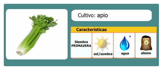 Cómo plantar apio: paso a paso para cultivar esta deliciosa hortaliza