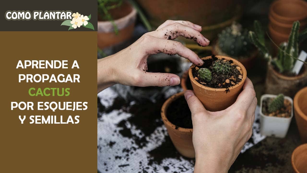 Cómo plantar cactus de forma exitosa: consejos y cuidados