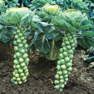 Cómo plantar coles de Bruselas: consejos y técnicas para un cultivo exitoso