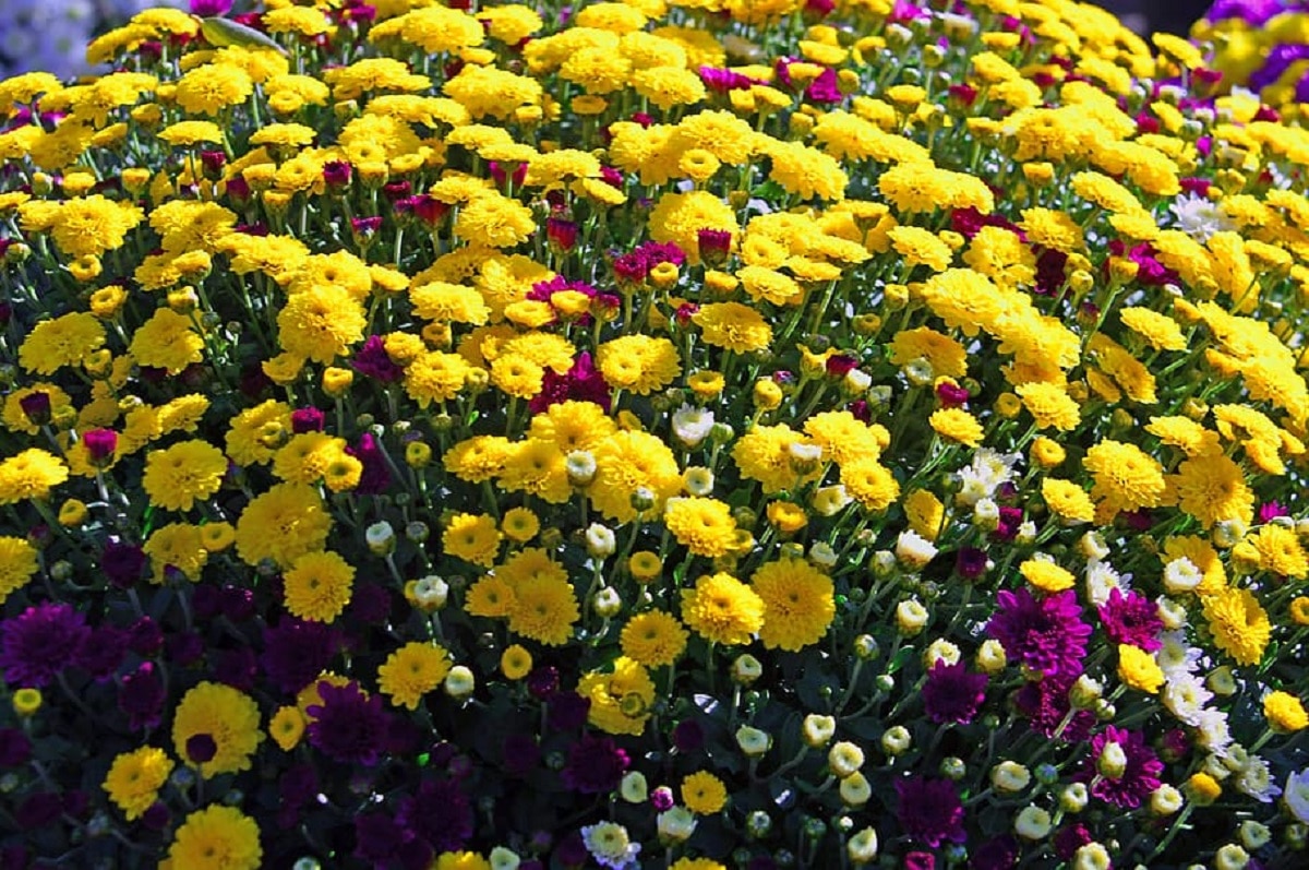 Cómo plantar crisantemos: consejos y cuidados para una floración exuberante