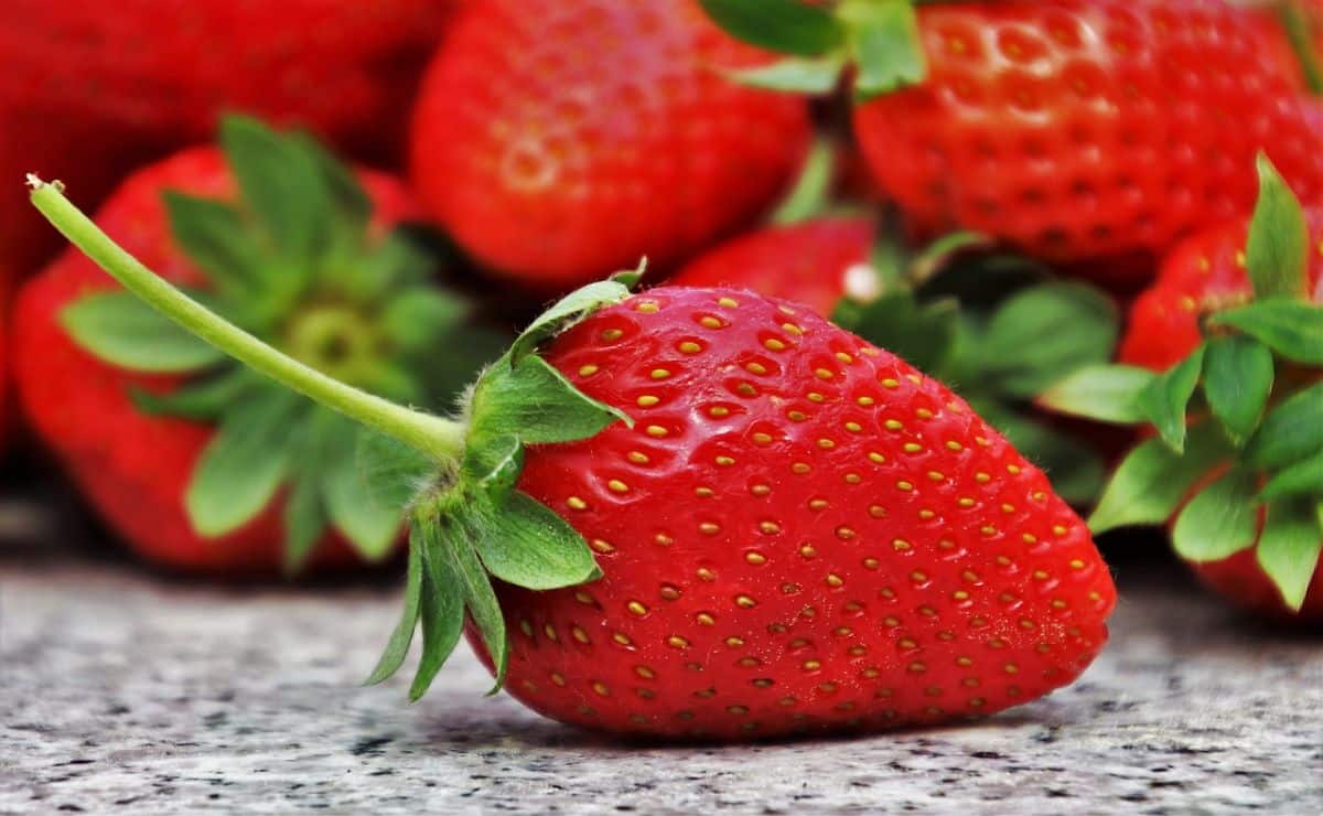 Cómo plantar fresas en un bidón: consejos y técnicas para cultivar tus propias fresas en casa