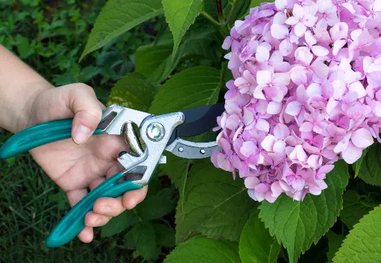 Cómo plantar hortensias por esquejes: paso a paso y consejos útiles