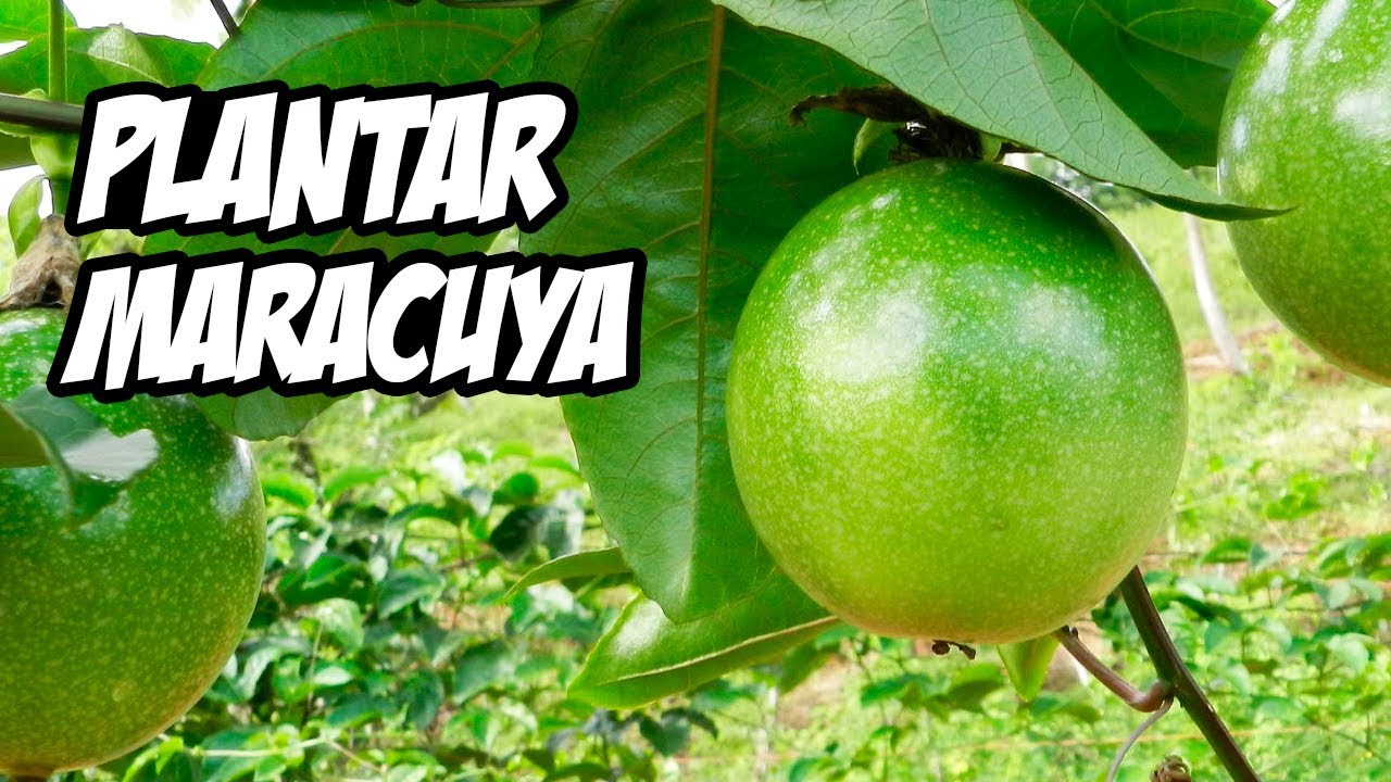 Cómo plantar maracuyá con éxito: consejos y técnicas infalibles