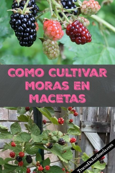 Cómo plantar moras en tu jardín: consejos y pasos clave para un cultivo exitoso