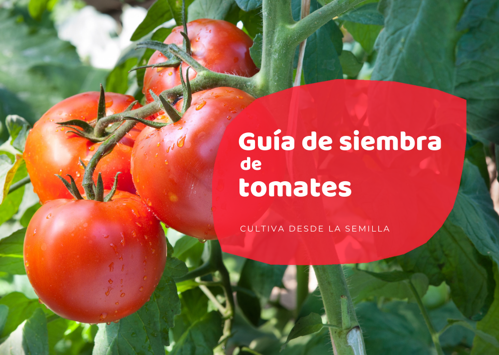 Cómo plantar tomates desde la semilla: Guía completa para cultivar tus propios tomates