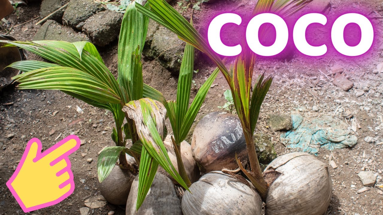 Cómo plantar un coco: paso a paso para cultivar tu propia palmera