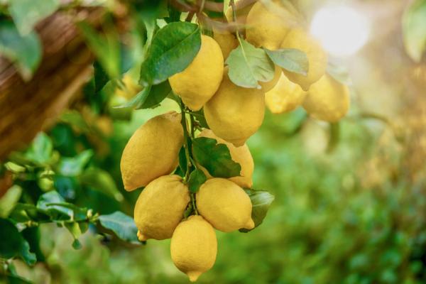 Cómo plantar un limonero a partir de una rama: Guía completa paso a paso