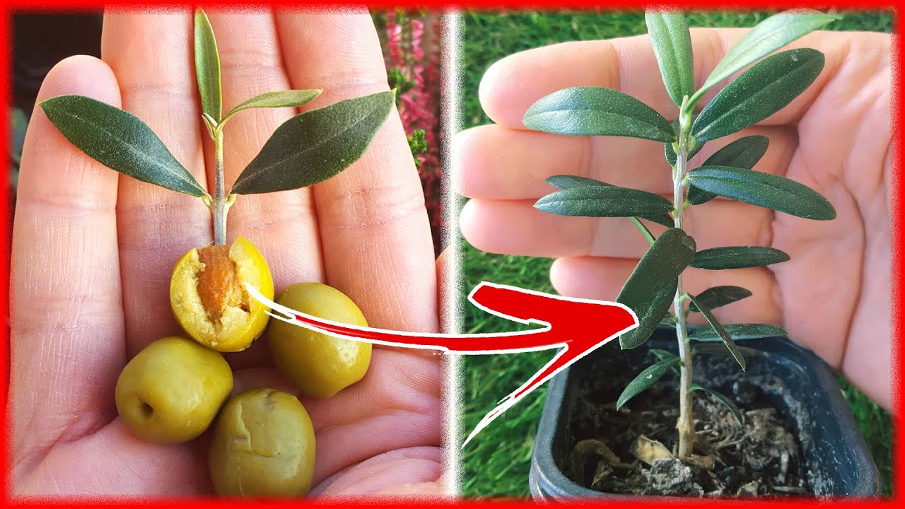 Cómo plantar un olivo a partir de una aceituna: paso a paso